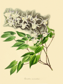Epimedium Macranthum