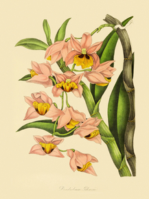 Dendrobium Gibsonii