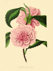Camellia Pressii Rosea