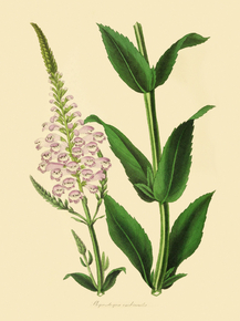 Physostegia Imbricata