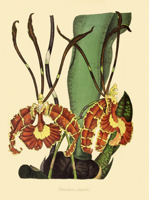 Oncidium Papilio