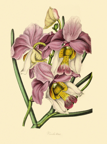 Vanda Teres