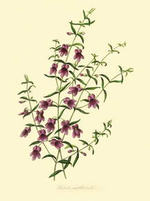 Chilodia Scutellarioides