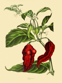 Capsicum Ustulatum