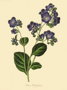 Eutoca Wrangeliana