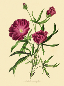 Nuttallia Grandiflora