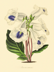 Gloxinia Maxima