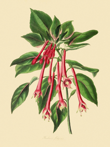 Fuchsia Fulgens