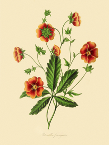 Potentilla Ferlluginea