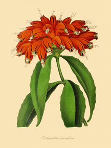 Aeschynanthus Grandiflorus