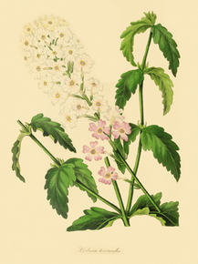 Verbena Teucrioides