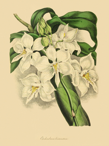 Epidendrum Bicornutum Epidendrum Bicornutum