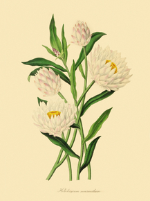 Helichrysum Macranthum