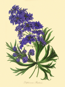 Delphinium Barlowii