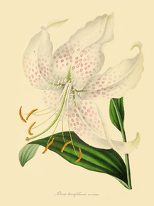 Lilium Lancifolium Roseum