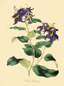 Solanum Herbertianum