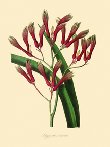 Anigozanthos Coccineus
