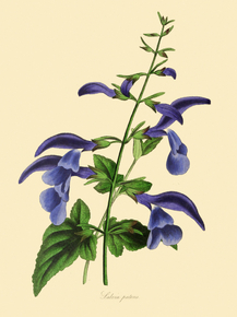 Salvia Patens