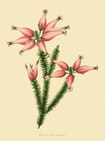 Erica Tricolor Superba