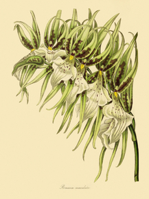 Brassia Maculata