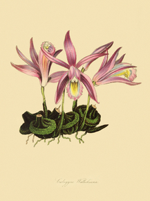 Coelogyne Wallichiana