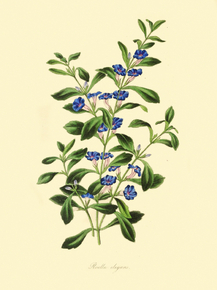 Roella Elegans