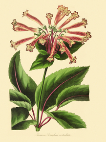 Gesneria Douglasii Verticillata