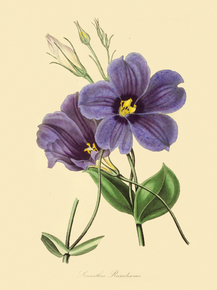 Lisianthus Russellianus