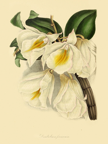 Dendrobium Formosum
