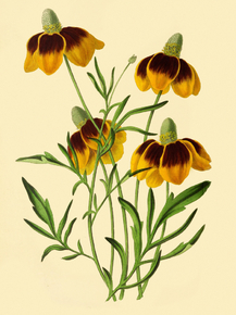 Rudbeckia Drummondii