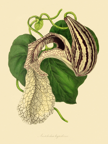 Aristolochia Hyperborea
