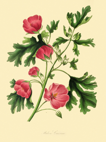 Malva Creeana