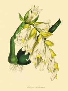 Coelogyne Gardneriana
