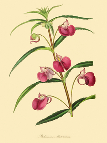 Balsamina Mastersiana