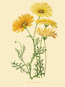 Sphenogyne Speciosa