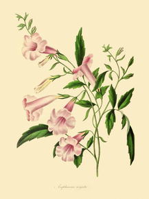 Amphicome Arguta