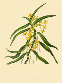 Sacco Labium Calceolare