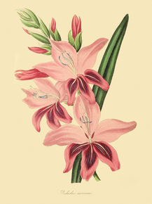 Gladiolus Ramosus