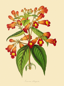 Gesneria Oblongata