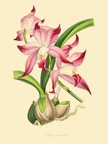 Laelia Autumnalis