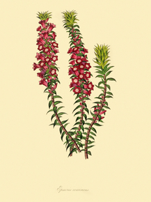 Epacris Coccineus