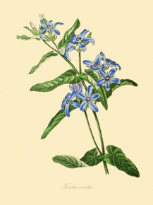 Tweedia Coerulea