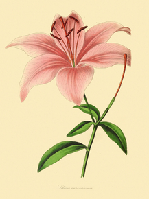 Lilium Aurantiacum Lilium Aurantiacum