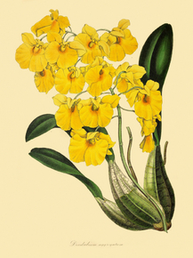 Dendrobium Aggregatum