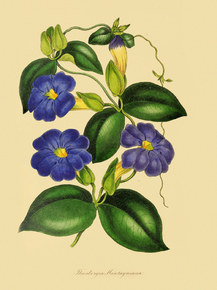 Thunbergia Hawtayneana