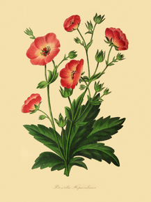 Potentilla Hopwoodiana