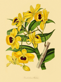 Dendrobium Paxtoni