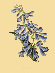 Pentstemon Speciosa