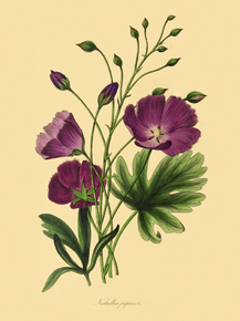 Nuttallia Papaver