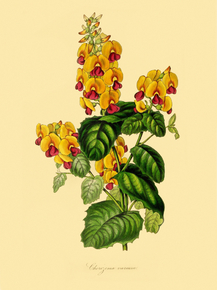 Chorizema Varium